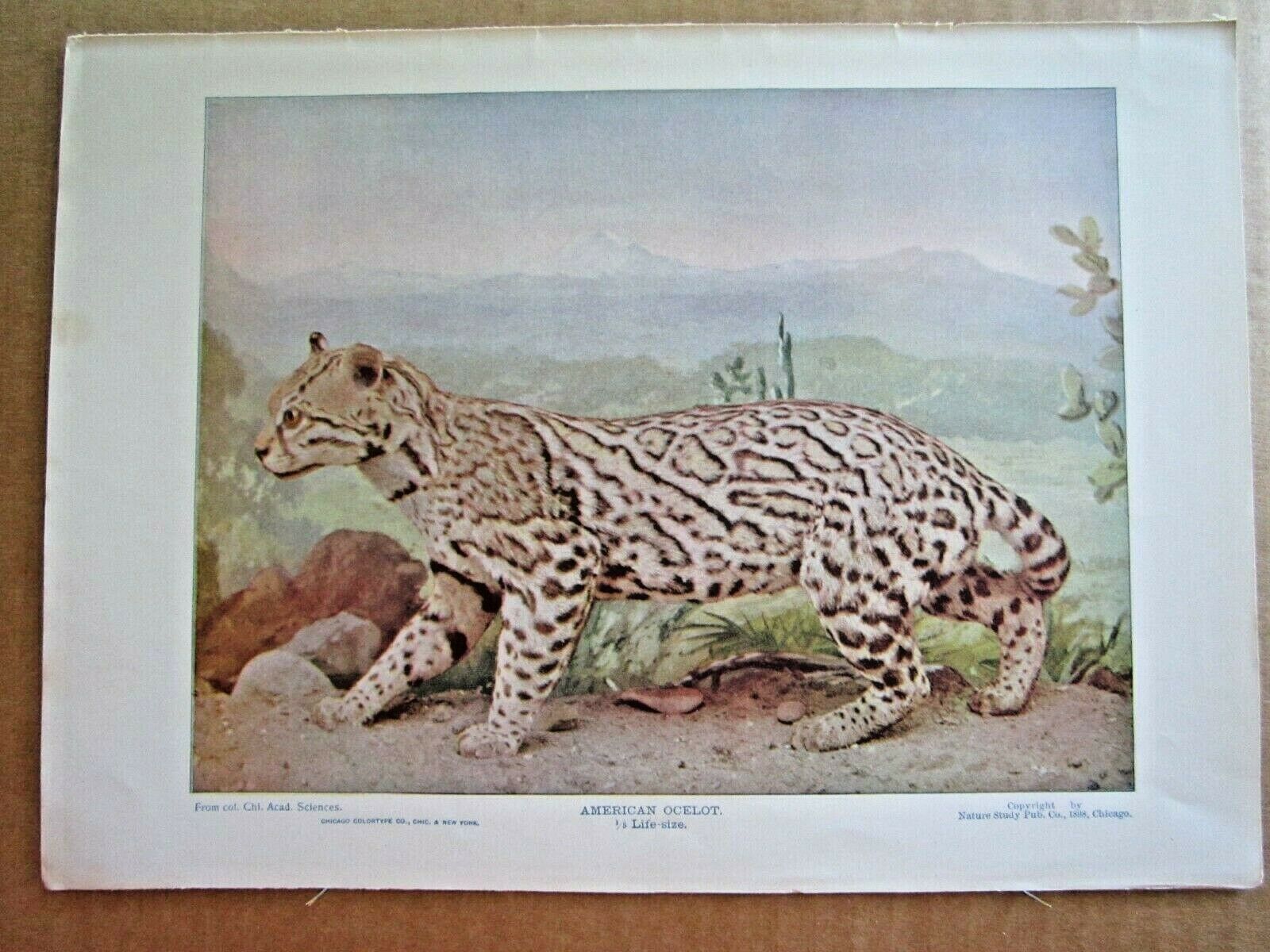 1898 Antique American Ocelot Wild Cat Animal Lithograph Print