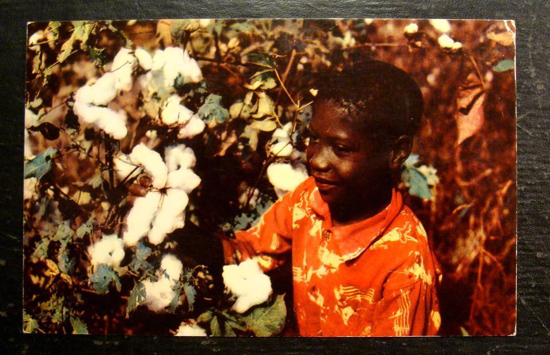 1950 Black Americana Postcard-"picking Cotton"